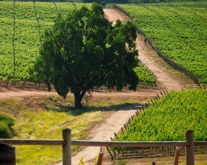 “TOUR PREMIUM 2 VIÑAS" CON ALMUERZO Y TRASLADOS PARA 10 PERS